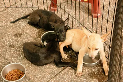 Is It Okay To Add Water To Dry Dog Food?