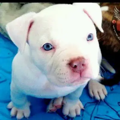 What Is an Albino Dog? Causes, Health, and Care