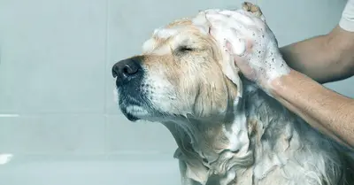 10 Best Antifungal Dog Shampoos & Their Reviews For 2026
