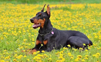 The 10 Best All-Natural Dog Treats for Dobermans in 2026, Compared