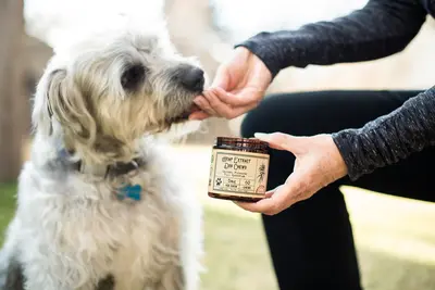 10 Best Treats For Dog Breath & Their Reviews
