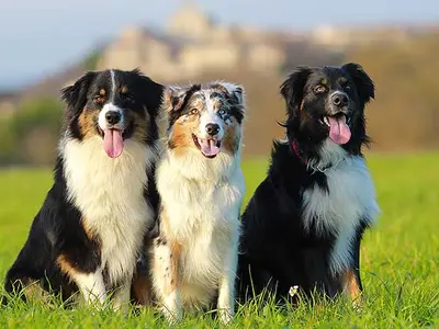 10 Best Dog Food Options For Australian Shepherds & Their Reviews