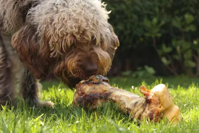 10 Best Dog Food Options For Autoimmune Disease