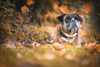 10 Best Dog Food Options For Boxers & Their Reviews For 2026