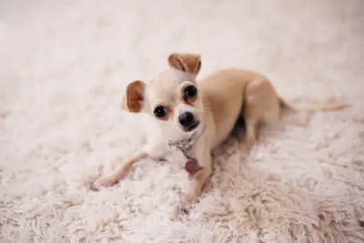 10 Best Dog Food Products For Chihuahuas & Their Reviews