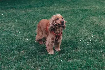 10 Best Dog Foods for Cocker Spaniels: Our 2026 Rankings