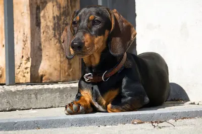 10 Best Dog Foods for Dachshunds