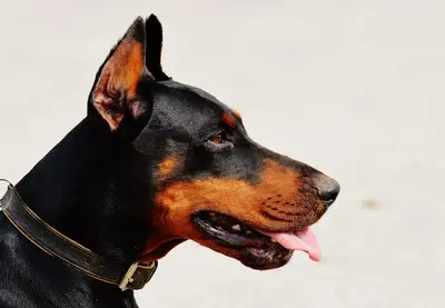 10 Best Dog Food Brands For Dobermans Rated and Reviewed