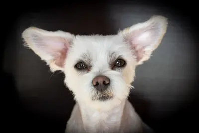 Best Dog Food Options For Ear Infections