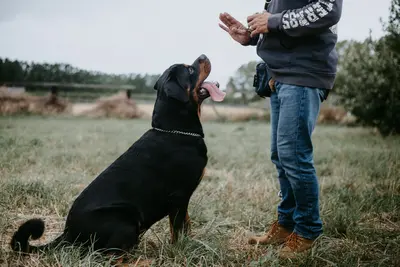 Best Dog Food Options For Flatulence (Top 10 Reviews & Buyer's Guide)