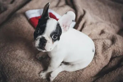10 Best Dog Foods For French Bulldogs & Their Reviews