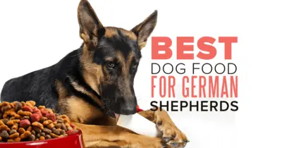 10 Best Dog Food Products For German Shepherd & Their Reviews