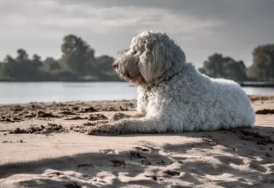 10 Best Dog Food Products For Goldendoodles [2026 Reviews]