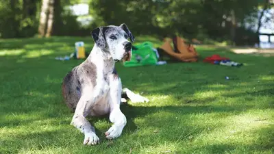 The 10 Best Dog Foods for Great Danes in 2026, Compared