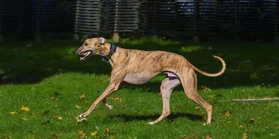 10 Best Dog Foods for Greyhounds, Racer to Retiree