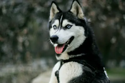 Best Dog Food Brands For Huskies (Top 10 Reviews, FAQs & Buyer's Guide)
