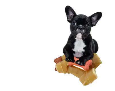 The 10 Best Dog Foods for Hypothyroidism in 2026, Ranked