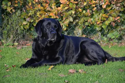 10 Best Dog Food Options For Labs & Their Reviews For 2026
