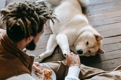 10 Best Dog Food Brands For Less Poop & Their Reviews For 2026