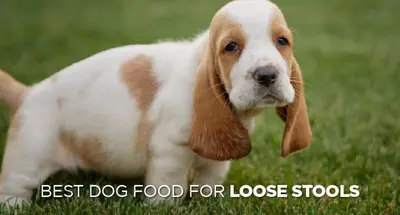 Best Dog Food Brands For Loose Stools (Top 10 Reviews & Buyer's Guide)