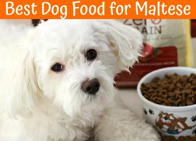 10 Best Dog Food Options For Maltese & Their Reviews For 2026