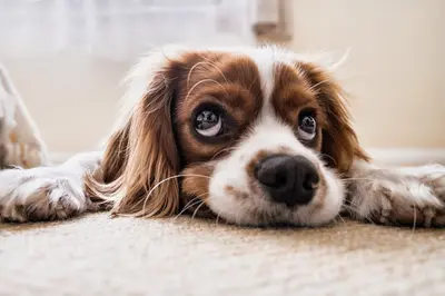 10 Best Dog Foods for Pancreatitis, Low-Fat First