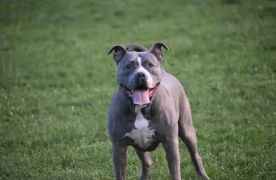 Best Dog Food Options For Pitbulls (Top 10 Reviews, Buyer's Guide & FAQs)