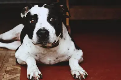 10 Best Dog Foods for Pitbulls to Gain Weight: Our 2026 Rankings