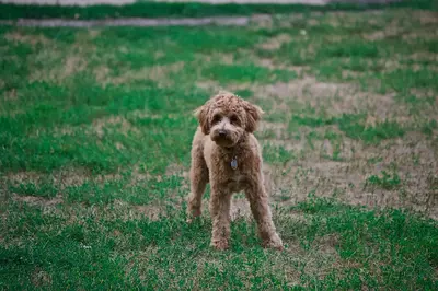 10 Best Dog Food Options For Poodles & Their Reviews For 2026