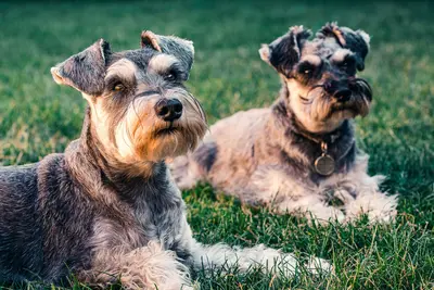 10 Best Dog Food Products For Schnauzers Rated & Reviewed
