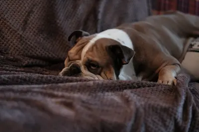 10 Best Dog Food Brands For Seizures & Their Reviews For 2026
