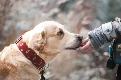 The 9 Best Dog Foods for Sensitive Stomachs in 2026, Compared
