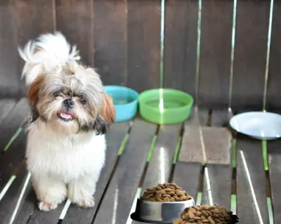 10 Best Dog Food Options For Shih Tzu & Their Reviews For 2026