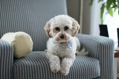 Best Dog Food Brands For Tear Stains (Top 10 Reviews & Buyer's Guide)