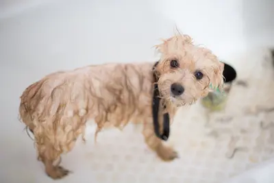 10 Best Dog Shampoo Products For Dandruff Reviewed