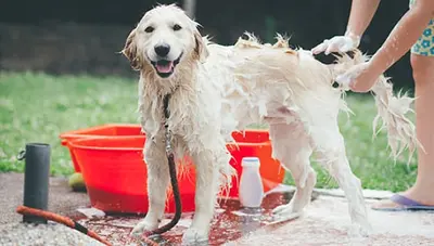 10 Best Dog Shampoo For Dry Skin [2026 Reviews]
