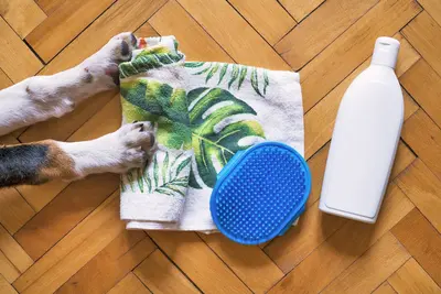 10 Best Dog Shampoo For Itchy Skin