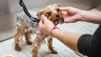 Best Dog Shampoo Options For Puppies (Top 10 Reviews & Buyer's Guide)