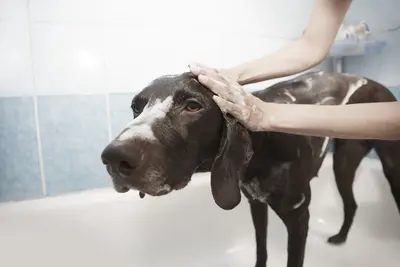10 Best Dog Shampoos For Sensitive Skin & Their Reviews