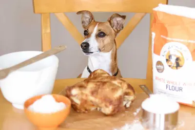 10 Best Flour For Dog Treats & Their Reviews For 2026