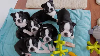 10 Best Dog Food Products For Boston Terrier Puppy & Their Reviews