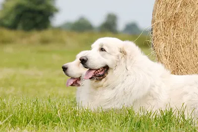 10 Best Dog Food Products For Great Pyrenees Rated & Reviewed