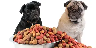 10 Best Dog Food Products For Pug Puppies Reviewed