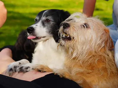 10 Best Grain Free Dog Treats Reviewed