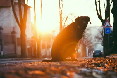 10 Best High Fiber Dog Food Brands For Anal Gland Problems