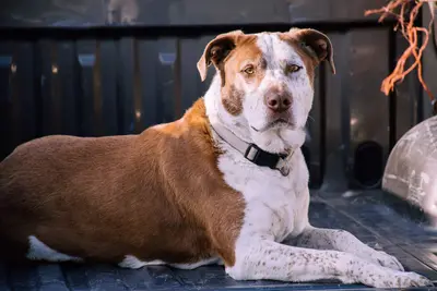 10 Best Shampoo Products For Pitbulls Reviewed