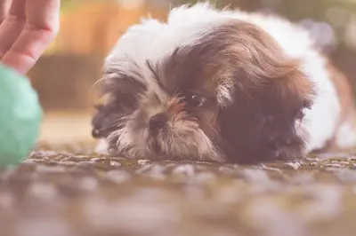 10 Best Shampoo Products For Shih Tzu Dogs Reviewed