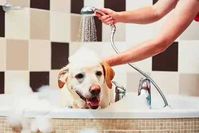Best Smelling Dog Shampoo Products (Top 10 Reviews & Buyer's Guide)