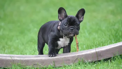 10 Best Bulldog Food Products & Their Reviews For 2026