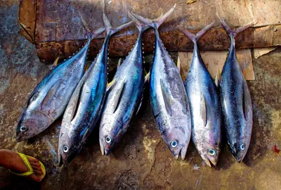 Can Dogs Eat Tuna? Mercury Risks, Safe Portions & Better Fish